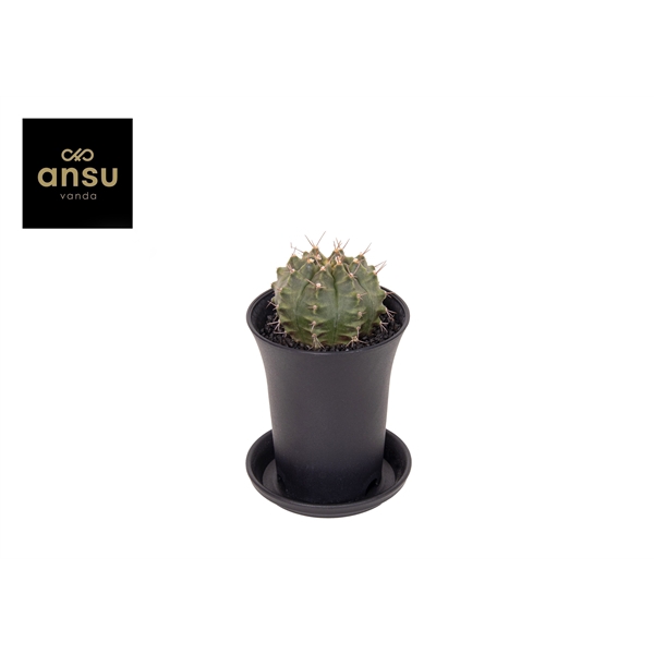 <h4>Gymno Cactus 'Wheel'</h4>