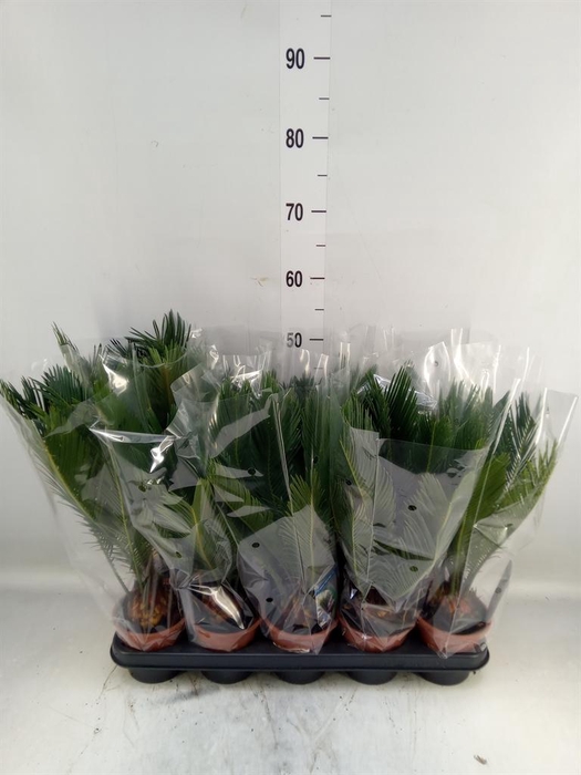 <h4>Cycas revoluta</h4>
