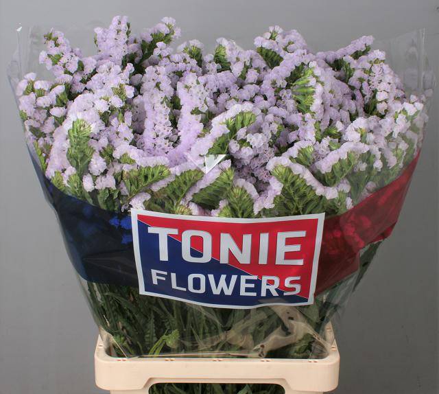 <h4>LIM S TESSA LAVENDER</h4>