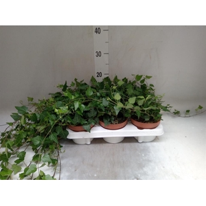 Hedera helix 'Lady Kay'