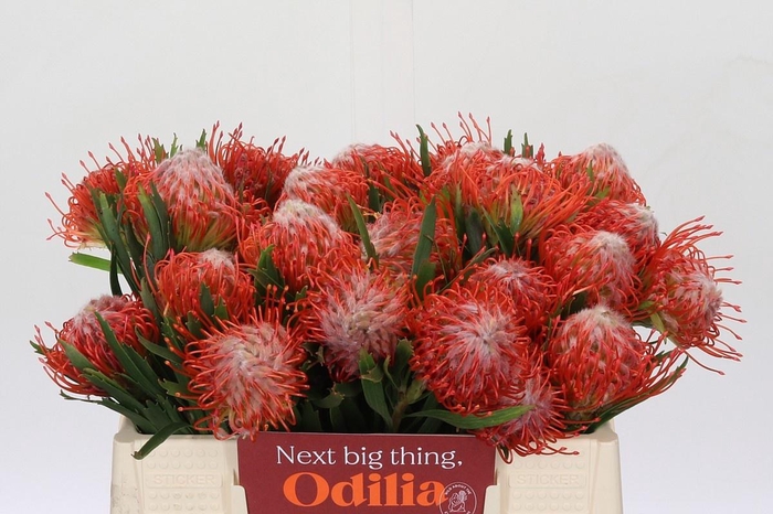 <h4>LEUCO CO TANGO</h4>