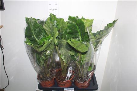 <h4>Aloc Low Rider</h4>