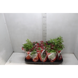 ERVAS AROMATICAS P11