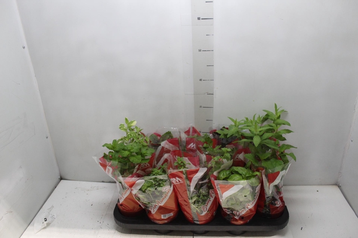 <h4>ERVAS AROMATICAS P11</h4>