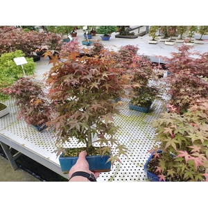 Acer palmatum deshojo, pot 19 cm.