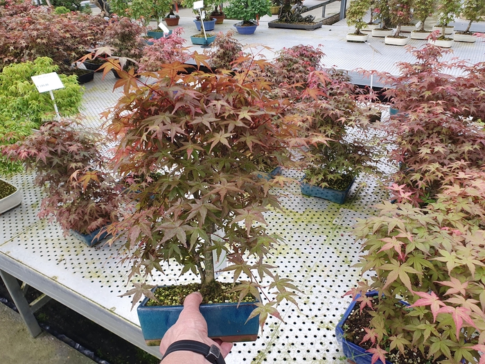 <h4>Acer palmatum deshojo, pot 19 cm.</h4>