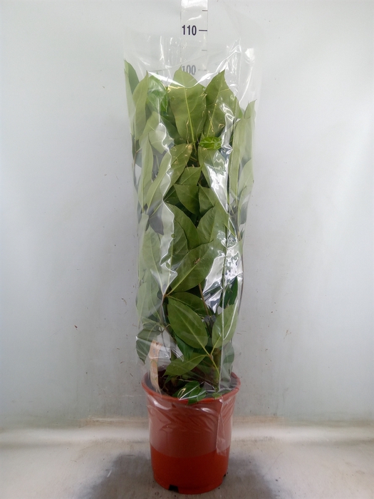 <h4>Schefflera actin. 'Amate'</h4>