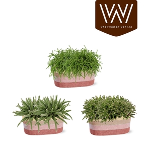 RHIPSALIS GEM