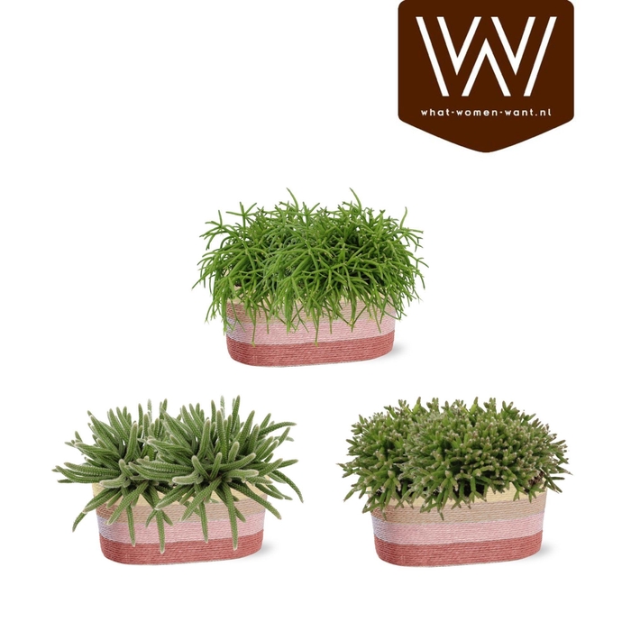 <h4>RHIPSALIS GEM</h4>
