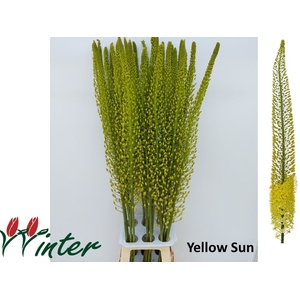 EREMURUS SH YELL SUN