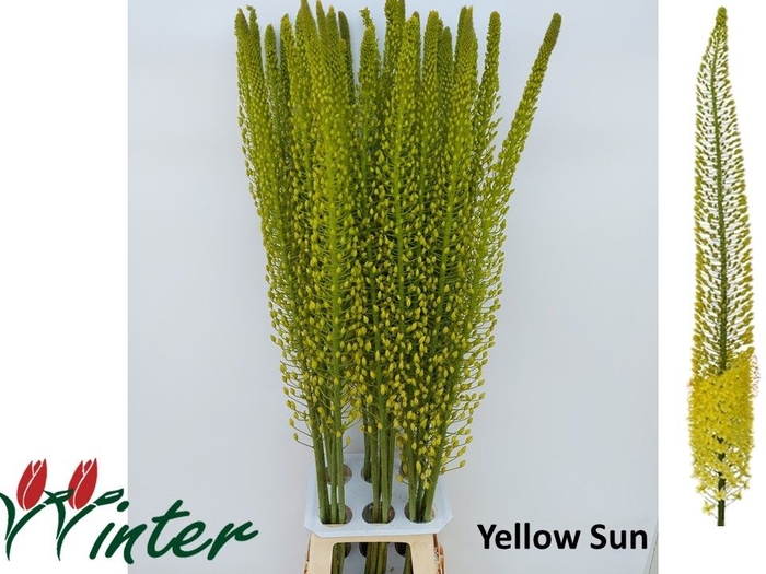 <h4>EREMURUS SH YELL SUN</h4>