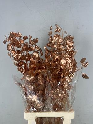 <h4>Df Lunaria Bs Copper</h4>