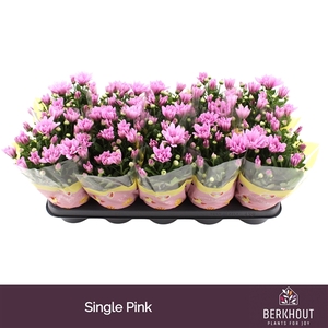 Chrysanthemum  Indicum Breeze Pink