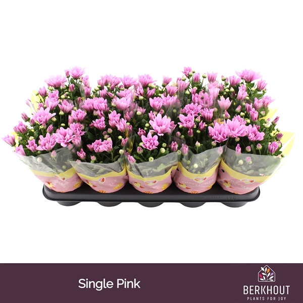 <h4>Chrysant Breeze Pink</h4>