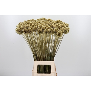 Allium Sphaero Kl Bh Goud