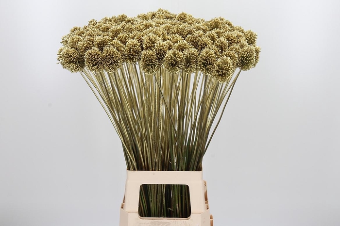 <h4>Allium Sphaero Kl Bh Goud</h4>