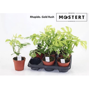 Rhaphidophora Gold Rush 12Ø 25cm 1pp