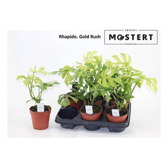 <h4>Rhaphidophora Gold Rush 12Ø 25cm 1pp</h4>