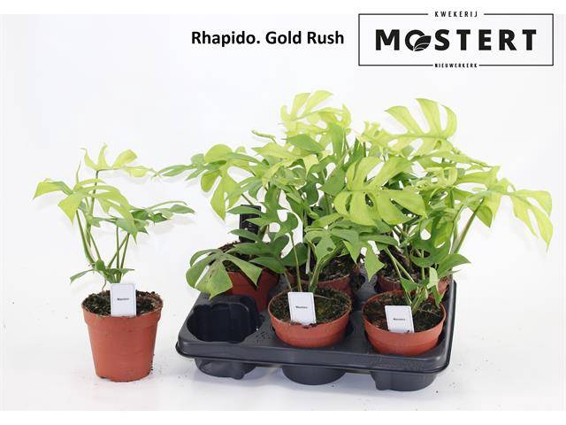 Rhaphidophora Gold Rush 12Ø 25cm 1pp