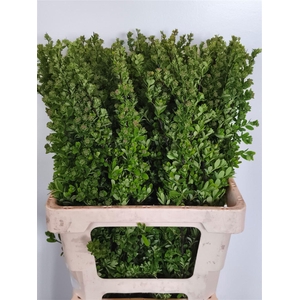 Spiraea Nip Snowmound