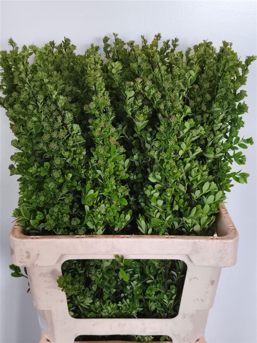 <h4>Spiraea Nip Snowmound</h4>