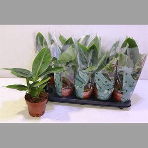 Musa Tropicana