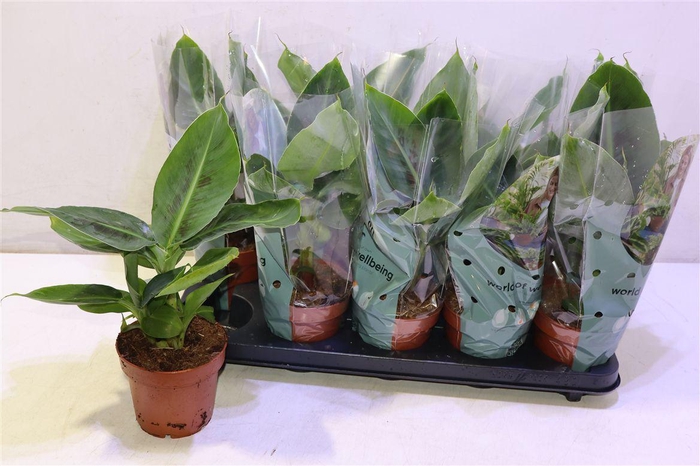 <h4>Musa Tropicana</h4>