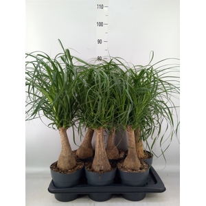 Beaucarnea recurvata