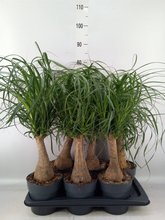 <h4>Beaucarnea recurvata</h4>