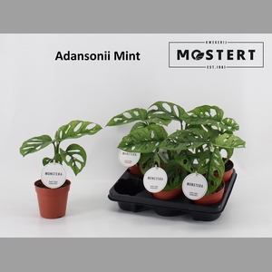 MONSTERA ADANSONII