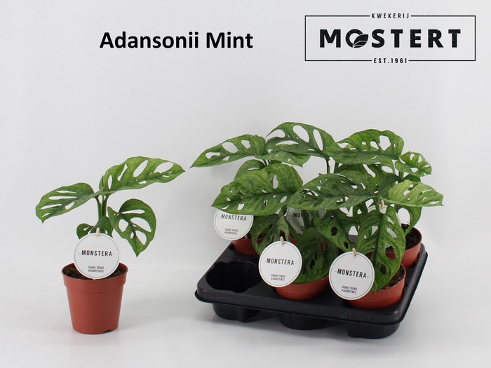 <h4>MONSTERA ADANSONII</h4>