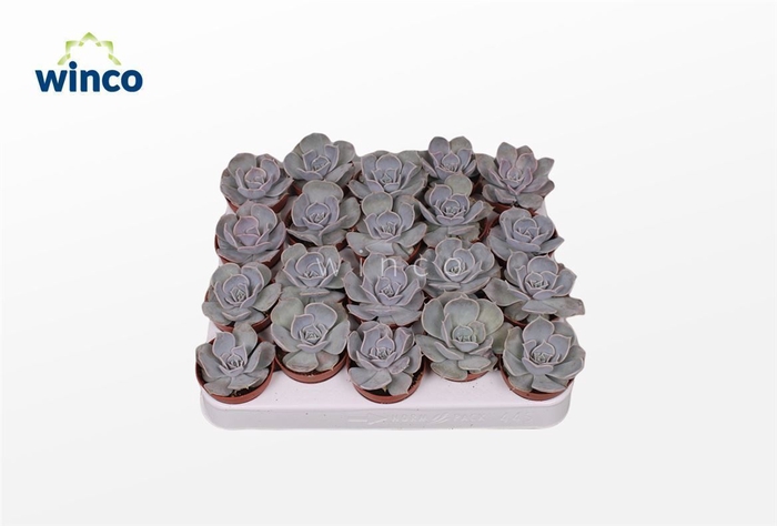 <h4>Echeveria Lilacina</h4>