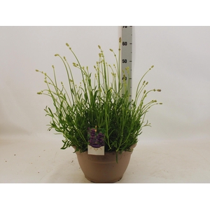 LAVAN AN DWARF BLUE