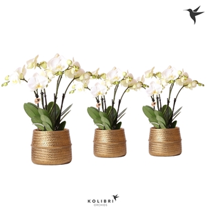 Kolibri Orchids Phalaenopsis Ghent 4 tak in Groove gold