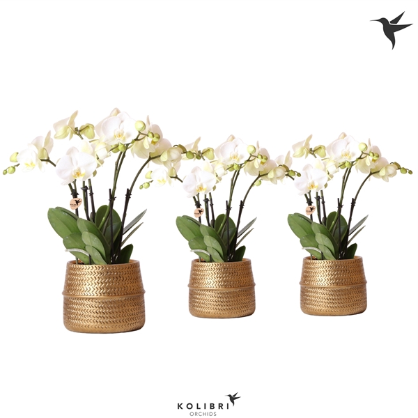 <h4>Kolibri Orchids Phalaenopsis Ghent 4 tak in Groove gold</h4>