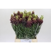 Fritillaria Persica
