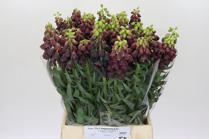 <h4>FRITILLARIA PERSICA</h4>