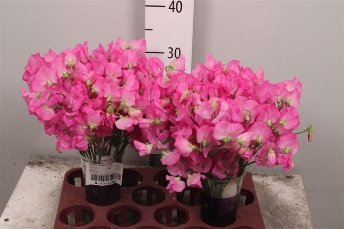 <h4>Lathyr Wi Suns Rose</h4>