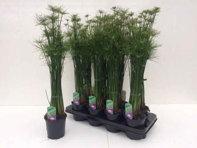 <h4>CYPER HASPAN</h4>