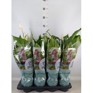 Spathiphyllum  'Sweet Ricardo'