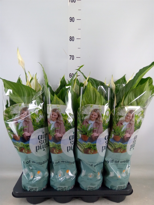 <h4>Spathiphyllum  'Sweet Ricardo'</h4>