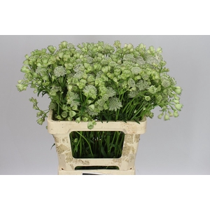 Astrantia Shaggy