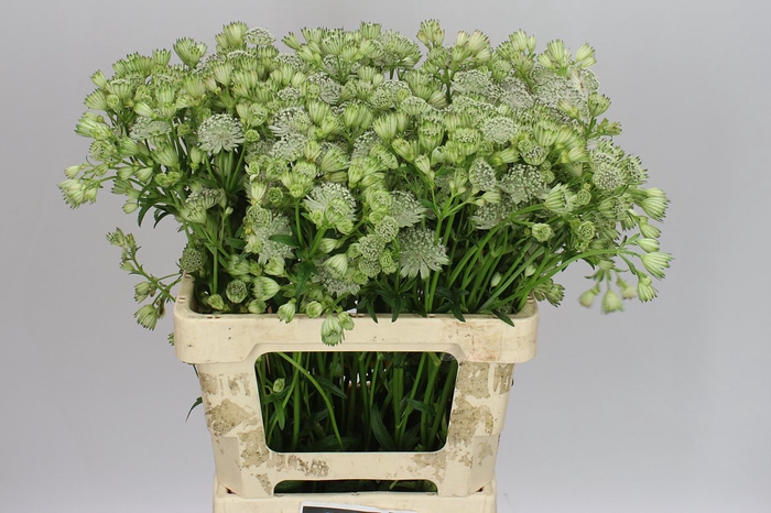<h4>Astrantia Shaggy</h4>