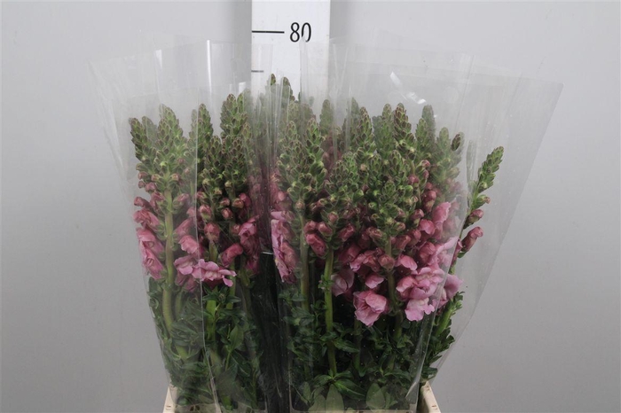 <h4>Antir It. Lavendel</h4>