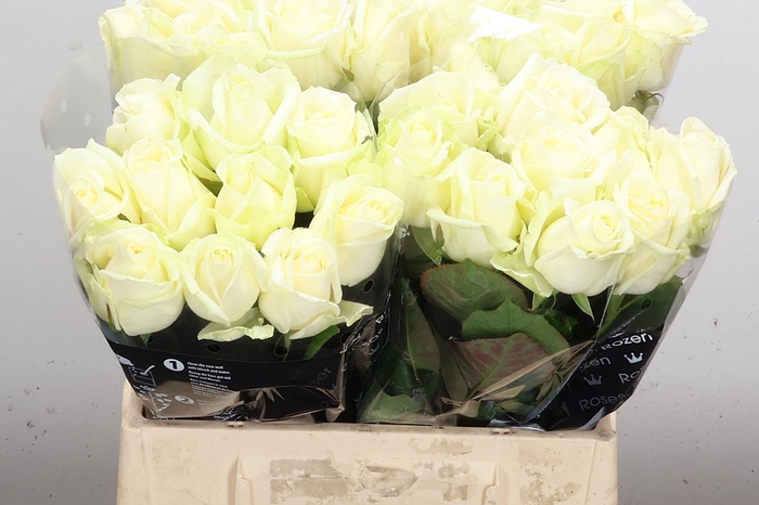 <h4>R Gr Avalanche+</h4>