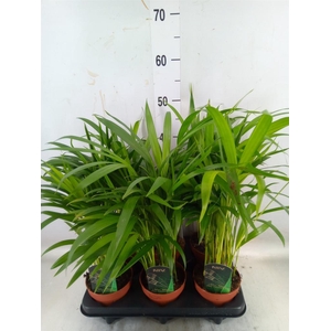 Dypsis lutescens ...Chrysalidoca