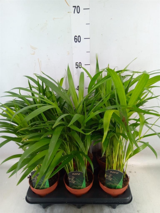 <h4>Dypsis lutescens   ...Chrysalidoca</h4>