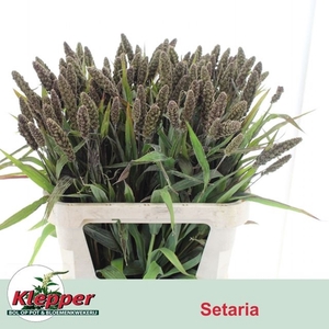 SETA IT HIGHLANDER
