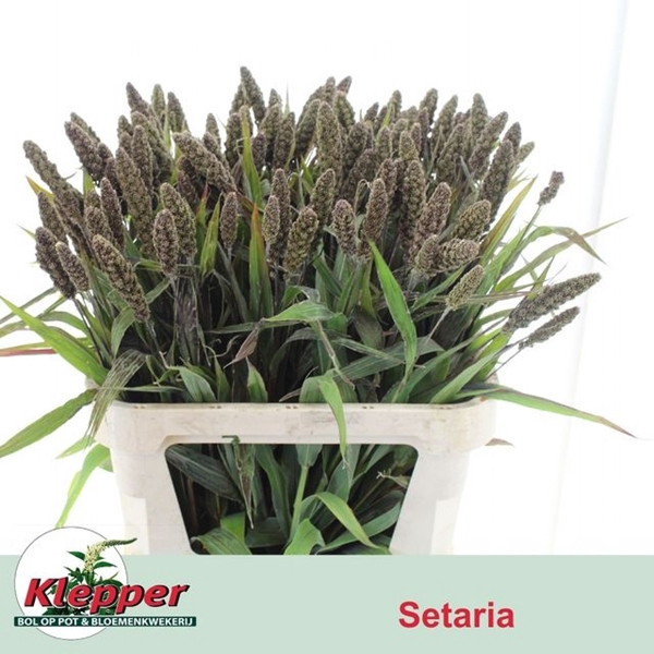 <h4>SETA IT HIGHLANDER</h4>