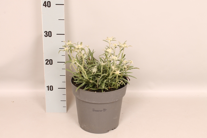 <h4>vaste planten 19 cm  Leontopodium Blossssom of snow</h4>